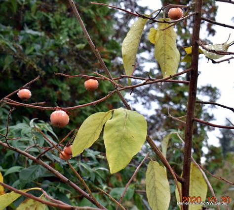 American persimmons in the Pacific Northwest: any tips? | General Forum | Discuss | HOS Forums French Restaurants, Photo Tree, The Pacific Northwest, Beautiful Tree, Cool Names, The Pacific, Pacific Northwest, North West, Yard