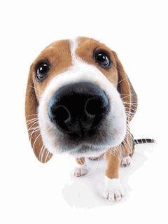 j.gif (240×320) Building A Dog Kennel, Walker Dog, Free Puppies, Cute Beagles, Beagle Puppy, Silly Dogs, Beagle Dog, Sweet Dogs, Baby Puppies