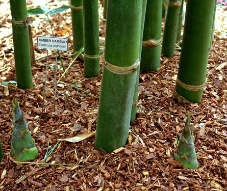 100 Timber Bamboo Seeds (Bambusa Oldhamii) Phyllostachys Nigra, Bamboo Fencing, Bamboo Species, Clumping Bamboo, Bamboo Seeds, Bamboo Diy, Bamboo Planter, Bonsai Seeds, Bamboo Construction