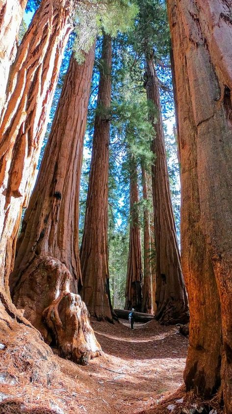 Red Wood National Park, Red Wood National Park California, Armstrong Redwoods State Park, Redwood National Park Photography, Big Basin Redwoods State Park, Henry Cowell Redwoods State Park, Redwood National Park Itinerary, Red Woods California, Red Wood Forest