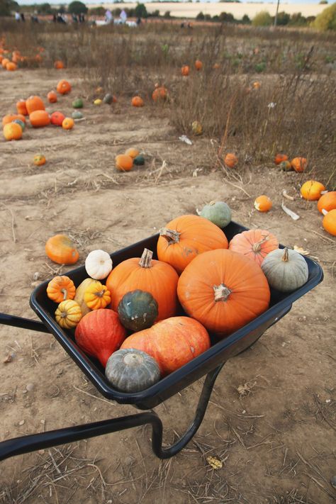 Autumn Pumpkin Patch, Rag Pumpkins, Pumpkin Picking Aesthetic, Dream Activities, Halloween Playhouse, Spooky Board, Fall Sleepover, Halloween Sketches, Falls Aesthetic