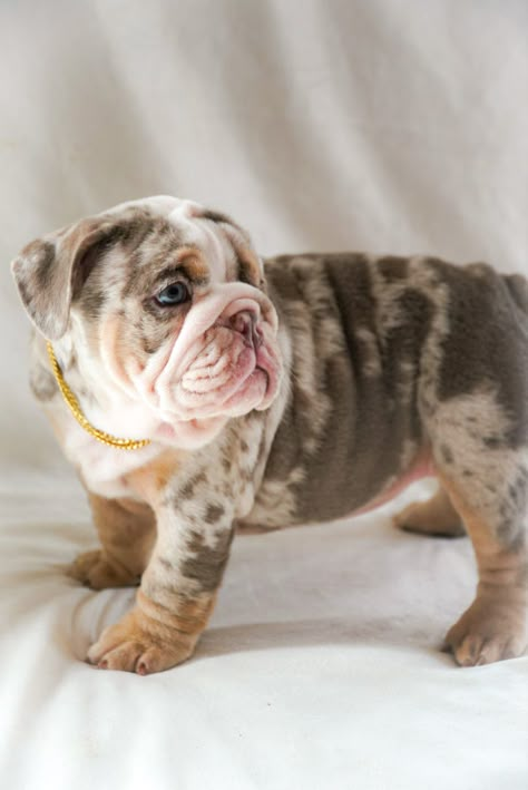 Merle Bulldog English, Merle English Bulldog Puppies, Lilac English Bulldog, English Bulldog Merle, Cute English Bulldogs, Merle English Bulldog, Merle Bulldog, French Bulldog Black, Black Bulldog