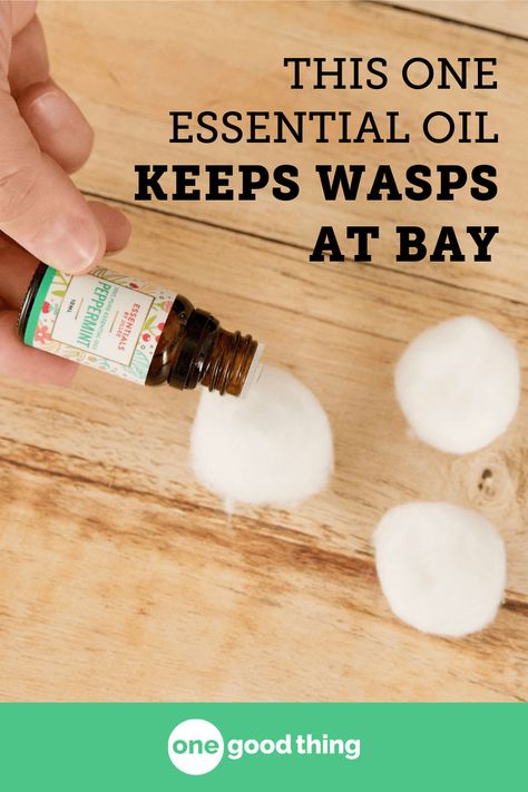 Homemade Wasp Trap, Fake Wasp Nest, Wasp Deterrent, Getting Rid Of Bees, Wasp Spray, Wasp Repellent, Get Rid Of Wasps, Wasp Traps, Get Rid Of Spiders