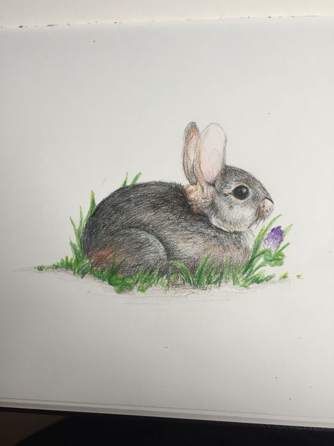 Semi-realistic bunny drawing, I'm fairly proud of it!  Drawn with prisma color pencils. Rabbit Drawing Colored Pencil, Baby Bunnies Drawing, Rabbit Colors, Rabbit Drawing, Pencil Drawings Of Animals, Bunny Drawing, Cute Baby Bunnies, Book Drawing, Rabbit Art