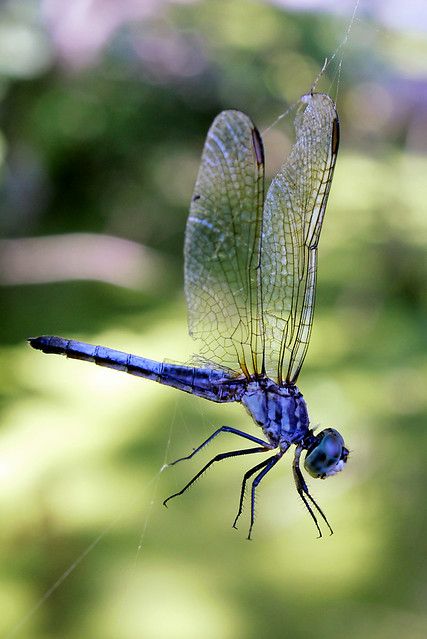 Caught | I rescued him...he was alive and well once I got th… | Flickr Dragon Flies Art, Dragon Fly Images, Dragon Fly Photography, Dragonfly Artwork, Dragonfly Images, Dragonfly Drawing, Dragonfly Photography, Regard Animal, Dragonfly Photos