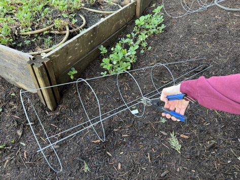 How to make cheap peony cages – Whitney Anderson Gardening Peony Cages Diy, Peony Support, Flower Chart, Virginia Travel, Tomato Cages, Flower Garden Design, Fall Over, I Will Show You, Blooming Flowers