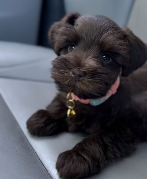 Brown Schnauzer, Brown Schnauzer Puppy, Chocolate Miniature Schnauzer, Brown And White Schnauzer, Liver And Tan Miniature Schnauzer, Black And Silver Miniature Schnauzer, Minature Schnauzer Brown, Schnauzer Puppy, Mocha