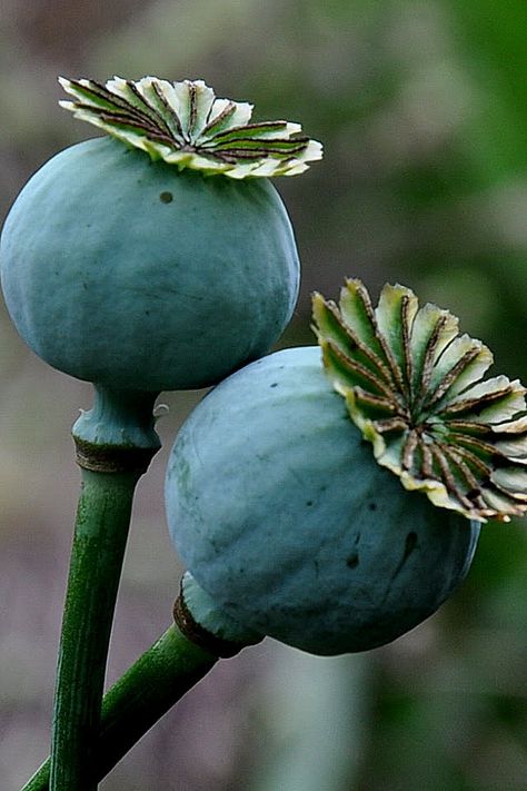 poppy seed heads - Google Search Poppy Seed Pods, Poppy Pods, Poppy Garden, Seed Heads, Airbrush Art, Poppy Seed, Deco Floral, Seed Pods, Farm Gardens