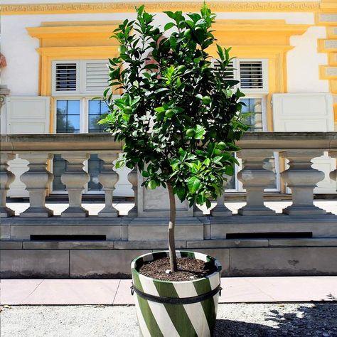 Eureka lemon tree