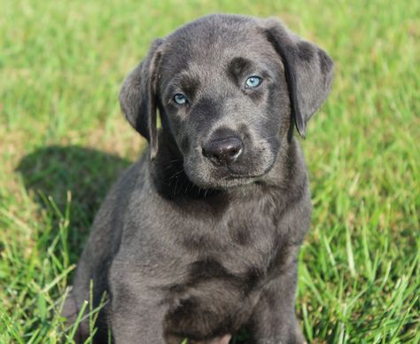 Charcoal Lab Charcoal Labrador Puppies, Charcoal Lab, Charcoal Labrador, Charcoal Lab Puppies, Silver Lab Puppies, Labrador Black Dog, Summer Puppy, Lab Puppies Black, Silver Labrador