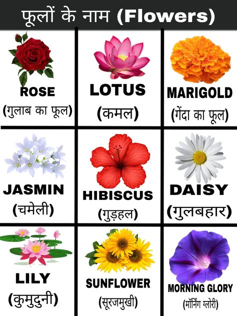 Flowers Chart For Kids, Flowers Chart, Learning Hindi, Flower Chart, Chart For Kids, Electronics Mini Projects, Charts For Kids, Alphabet Worksheets, Morning Glory