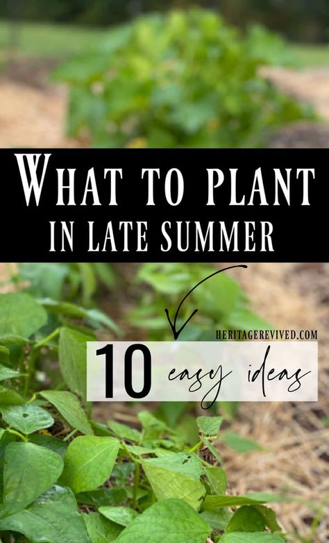 What to Plant in Late Summer (14 easy direct-sow options) - Heritage revived Fall Gardening Ideas, Dream Garden Flowers, Fall Container Plants, Small Scale Gardening, Vegetables To Plant, August Garden, Ideas Garden Design, Fall Gardening, Easy Vegetables To Grow