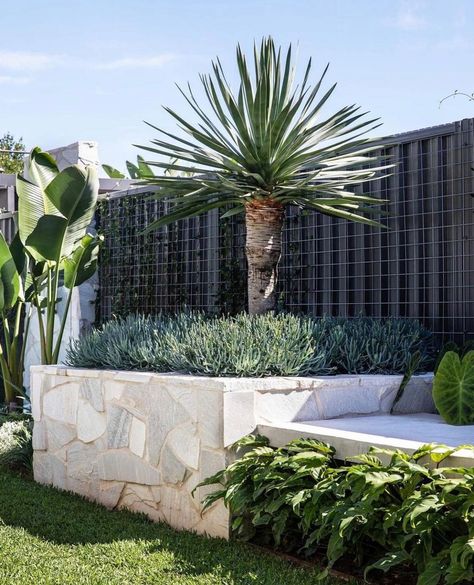 Street Appeal Australia Front Yards, Dracena Draco, Stone Walls Garden, Front Fence, Landscaping Retaining Walls, Pool Landscape Design, Garden Inspo, Coastal Gardens, Outdoor Gardens Design