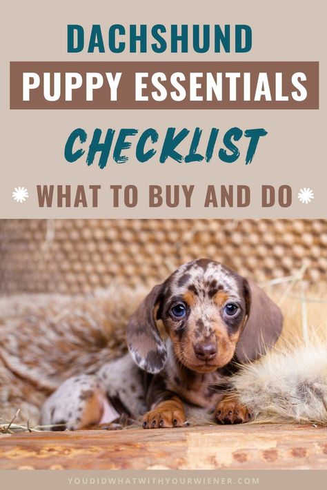 Dachshund Puppy Supplies, Must Have Puppy Essentials, Training A Dachshund Puppy, Dachshund Personality, Puppy Essentials, Types Of Puppies, Mom Is The Best, Daschund Puppies, Puppy Tips