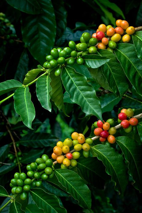 Kona coffee cherries Hawaii Pictures, Kona Coffee, Coffee Tree, Kona Hawaii, Coffee Farm, Coffee Plant, Tree Seeds, Coffee Cafe, Coffee Grounds