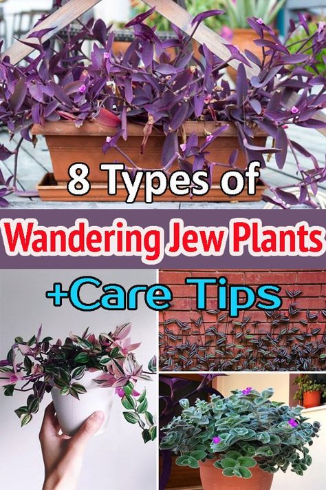 When it comes to versatility, there's none like the adaptable wandering jews! Check all different Types of Wandering Jew Plants in this detailed article! Wandering Jew Planter Ideas, Purple Jew Plant, Wandering Jew Plant Care Indoors, Wondering Jew Plant Propagate, Purple Wandering Jew Plant, Wandering Jew Plant Care, Wondering Jew Plant, Plants Care Tips, Wondering Jew