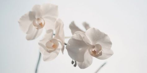 How the Holy Ghost Brings Us Peace – FHE Lesson Moth Orchid, Flower Room, Beautiful Orchids, White Orchids, Simple Beauty, Perfect Skin, Orchid Flower, 3d Wallpaper, Fashion Room