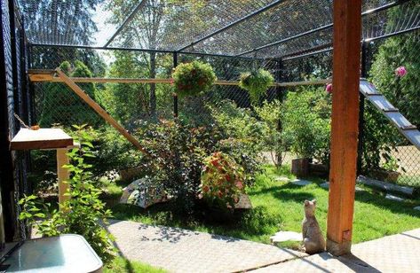 Catio Ideas, Cat Habitat, Cat Playground Outdoor, Katt Grejer, Chat Diy, Kat Diy, Pet Room, Enclosure Ideas, Cat Patio