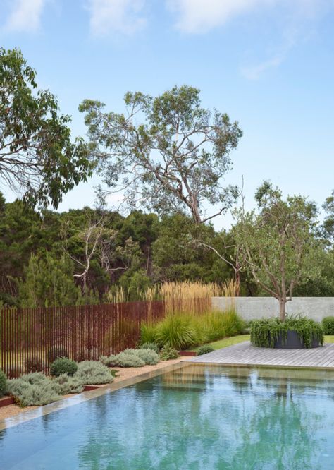 Honeysuckle House, Country Pool, Coastal Landscaping, Australian Native Garden, Pool Landscape, Pool Landscape Design, Australian Garden, Thriving Garden, Coastal Gardens