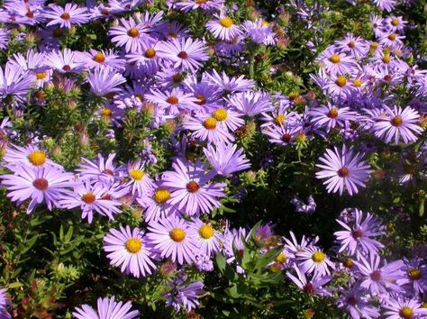 Native Plants to Attract Bees and Native Pollinators Fall Aster, Partial Shade Perennials, Plants To Attract Bees, Native Landscaping, Texas Native Plants, Full Sun Perennials, Sun Perennials, Shade Perennials, Herbaceous Perennials