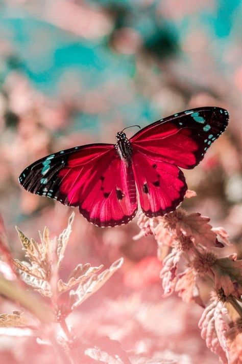 Butterfly Images, Red Butterfly, New Images, Butterflies, Every Day, Free Download, For Free, Stock Photos, High Quality