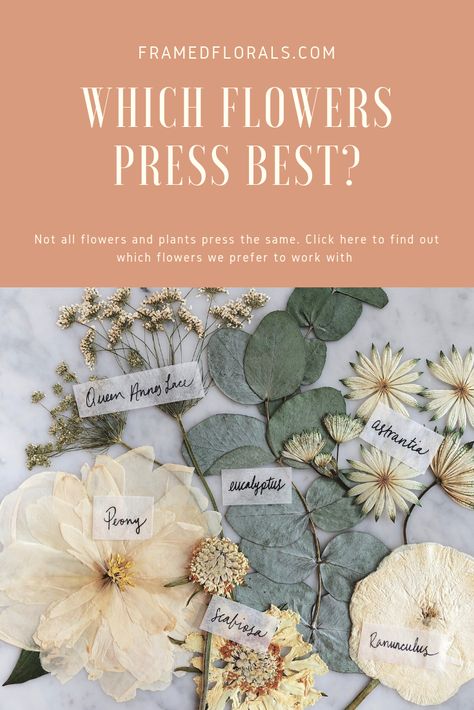 Frame Pressed Flowers Diy, How To Press Flowers In A Frame Diy, Pressing Large Flowers, Best Flowers For Pressing, Pressed Dahlia Flower, How To Press Peonies, How To Press Large Flowers, Flower Pressing On Fabric, Pressing Dahlias