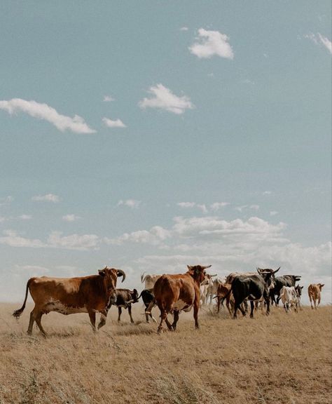 Cattle Drive Aesthetic, Cattle Ranch Aesthetic, Cattle Aesthetic, Lyla Sage, Sage Aesthetic, Nguni Cattle, Country Views, Done And Dusted, Country Vibe