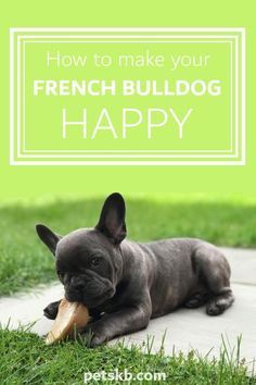 Black Bulldog, French Bulldog Rescue, New Puppy Checklist, Baby Pugs, Frenchie Mom, English Bulldog Puppies, Dog Brain, Bad Behavior, French Bulldog Dog