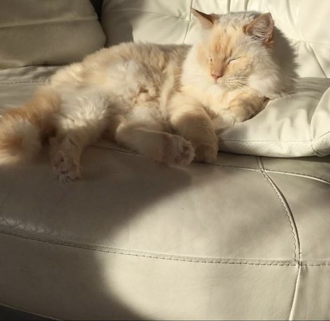 White Ragdoll Cat Aesthetic, Blonde Cat Aesthetic, Ragdoll Aesthetic, White Long Haired Cat, Lilac Ragdoll, Ragdoll Cat Aesthetic, White Ragdoll Cat, Cream Cat, Dream's Cat