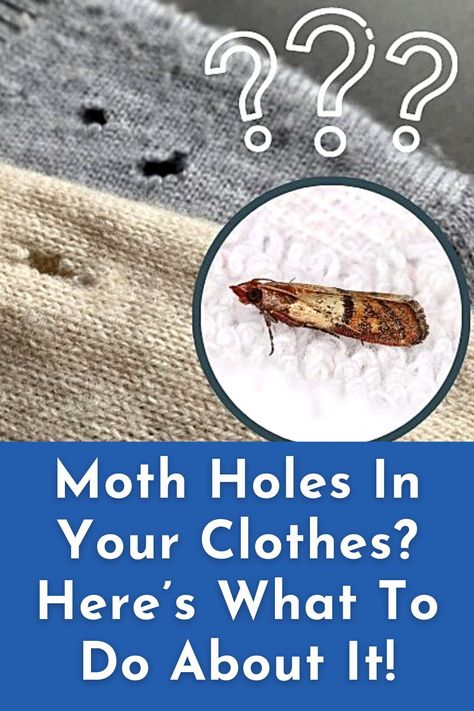 We love our woollen jumpers, silk scarves and cashmere cardigans. That is until moths come along and starts to chew tiny holes in our often-expensive clothes. Moth larvae love nothing more than to feast upon soiled, natural fibred clothes in dark wardrobes, leaving them with holes. Read this article to learn what to do about moth holes in clothes. Holes In Clothes, How To Get Rid Of Clothes Moths, Moths In Closet, Fixing Moth Holes, Moth Holes In Clothes, How To Repair Moth Holes In Sweaters, Repair Moth Holes Wool, Bleach Moth Hoodie, Getting Rid Of Moths