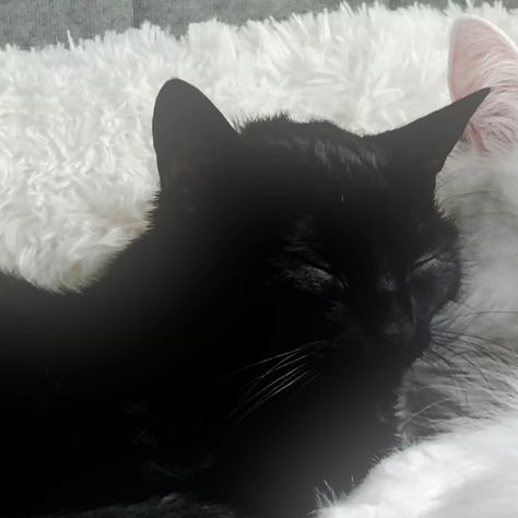 cats black and white matching icons
#matching #matchingicons #cats #caticon #couple #pfp #profile #blackandwhite Black Cat White Cat Matching Pfp, Black Cat And White Cat Aesthetic, Matching Monochrome Pfp, Biting Matching Pfp, Cute Icons Matching Pfp, Black Male White Female Matching Pfp, Ethereal Art Matching Pfp, Acubi Matching Pfps, Matching Interacial Pfp