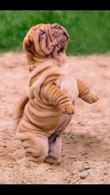 Shar-pei cute | Dogs and puppies, Funny dogs, Puppies Shar Pei Aesthetic, Dogs And Puppies Funny, Sharpei Dogs, Wrinkly Dog, Wrinkle Dogs, Shar Pei Puppies, Shar Pei Dog, Cutee Animals, Tiny Puppies