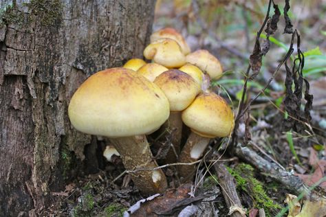 Honey Mushrooms, Honey Mushroom, Virginia Creeper Trail, Mushrooms Wild, Wild Mushroom Recipes, Mushrooms Recipes, Mushroom Species, Texture Reference, Virginia Creeper