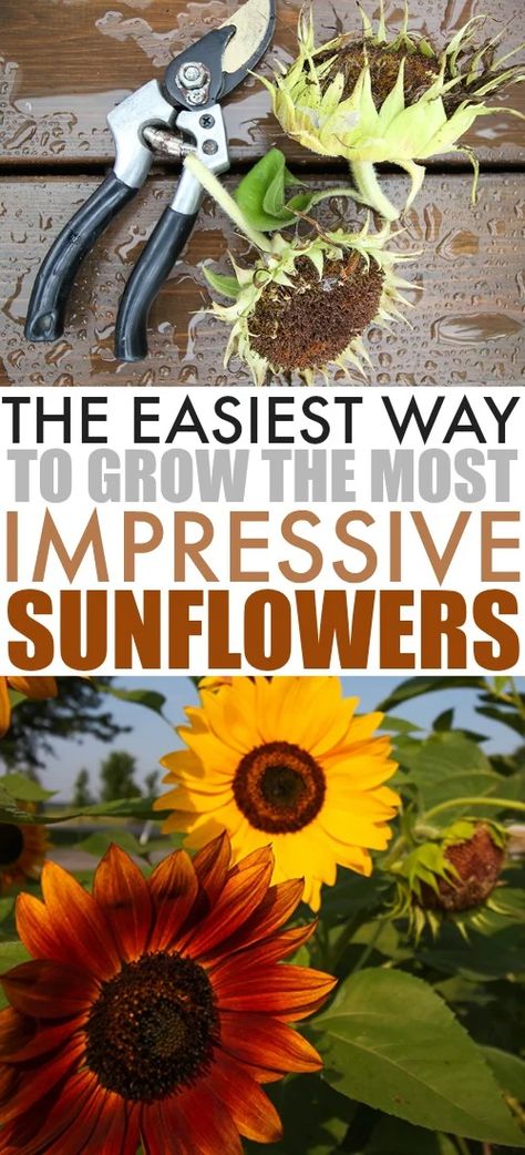 Patio Garden Ideas Layout, Sunflower Types, Growing Sunflowers From Seed, Garden Ideas Layout, Tiny Community, Sunflower Varieties, How To Grow Sunflowers, Garden Ideas Large, Patio Garden Ideas