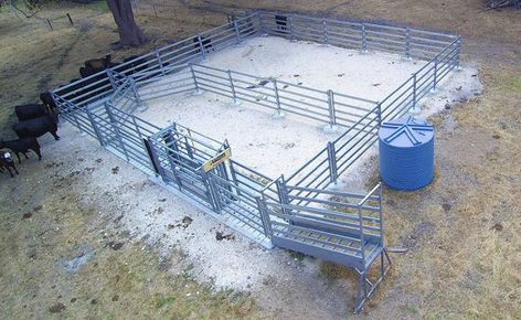 Cattle Pens, Cattle Facility, Cattle Corrals, Livestock Barn, Cattle Barn, Farm Visit, Farm Plans, Farm Layout, Show Cattle