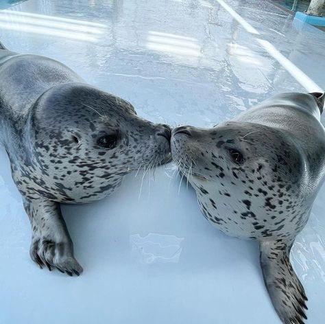 Seals In Love, Matching Seals Pfp, Seal Matching Pfp, Funny Seals, Harp Seal, Cute Seals, Baby Seal, Twitter Funny, Fandom Funny