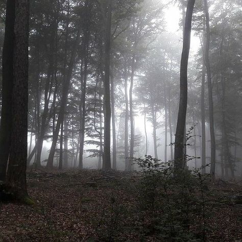 Woods Aesthetic, Angelic Aesthetic, Dark Green Wallpaper, Apocalypse Aesthetic, Forest Aesthetic, Dark Green Aesthetic, Scenery Photography, Fantasy Island, Foggy Forest