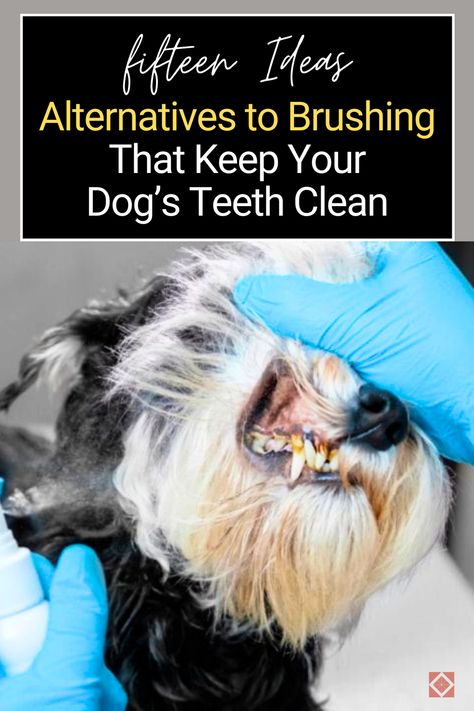 Learn about 15 alternatives to brushing that will keep your dog’s teeth clean and healthy. These ideas offer practical solutions and inspiration for maintaining your pet’s dental health through innovative dog care. #DogIdeas Dog Teeth Cleaning Diy, How To Brush Your Dogs Teeth, How To Clean Dogs Teeth At Home, How To Brush Dogs Teeth, Cleaning Dogs Teeth, Dog Teeth Cleaning Treats, Dog Hygiene, Dog Teeth Care, Dog Dental Hygiene