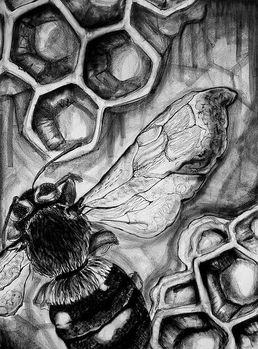 photo up close view Art Insects, Final Peice Ideas Art Gcse Nature, Natural Structures Art, Insects Gcse Art, Natural Forms Gcse Flowers, Close Up Paintings, Close Up Drawings, Gcse Art Animals, Natural Forms Drawings Gcse Art