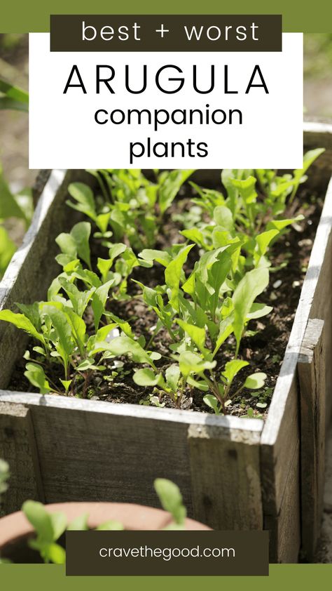 Love growing arugula? Here's a guide on companion plants for your garden. Companion planting is a way of gardening where certain plants are grown near each other in order to benefit one another and increase yields. This guide will teach you about which companion plants are best for your arugula, as well as those that should be avoided at all costs! You can use this information to help maximize your yield and ensure that every part of your garden is being used efficiently.  | borealbloomhomestead Borage Companion Planting, Companion Planting Asparagus, Arugula Plant Growing, Arugula Plant, Arugula Growing, Asparagus Companion Plants, Garden Pairing Companion Planting, Brocolli Companion Plants, Growing Arugula