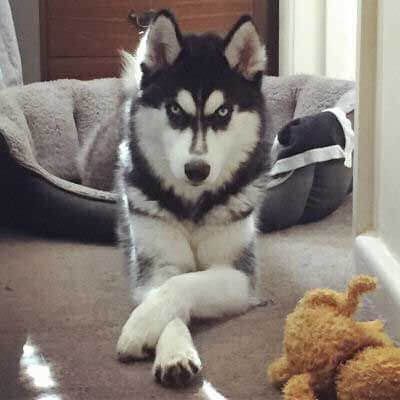 Crazy Husky, Siberian Husky Funny, Beware Of Dog Sign, Cool Dogs, Husky Faces, Husky Funny, Care Less, Dog Picture, Husky Lover