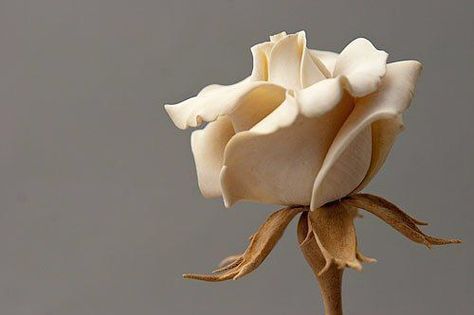 Carved wood rose Rose Carving, Flower Projects, Carved Flowers, Wooden Roses, Intarsia Woodworking, Wood Carving Designs, Carving Art, Carving Designs, Wooden Flowers