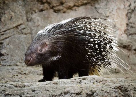 Crested Porcupine, Deep Sea Squid, Busch Gardens Tampa, Cool Facts, Farm Activities, Defense Mechanisms, Busch Gardens, Baboon, Zoology