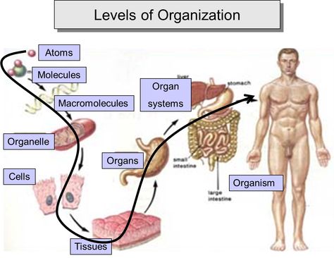 Organ Systems Notes, 11 Organ Systems, Cell Tissue Organ Organ System Organism, Organs And Their Functions, Chart On Sense Organs, Abdominal Regions And Organs, Cell Forms, Plasma Membrane, Eukaryotic Cell