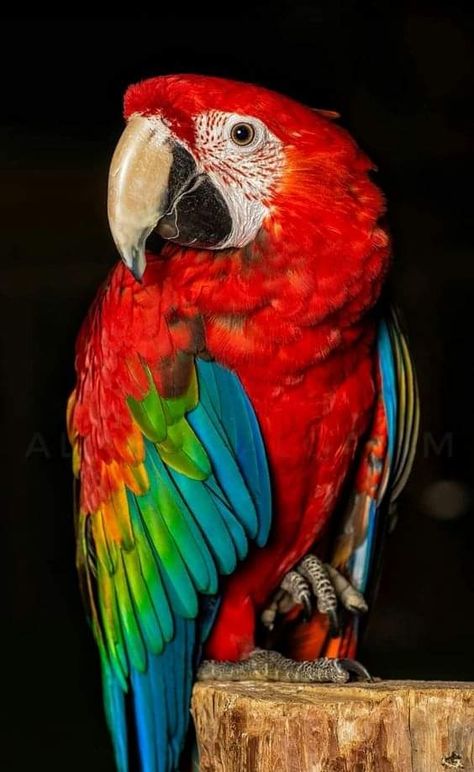 Scarlet Macaw Photography, Parrot Photo, Red Parrot, Hand Art Kids, Birds Photography Nature, Anatomy Sculpture, A Level Art Sketchbook, Parrots Art, Macaw Parrot