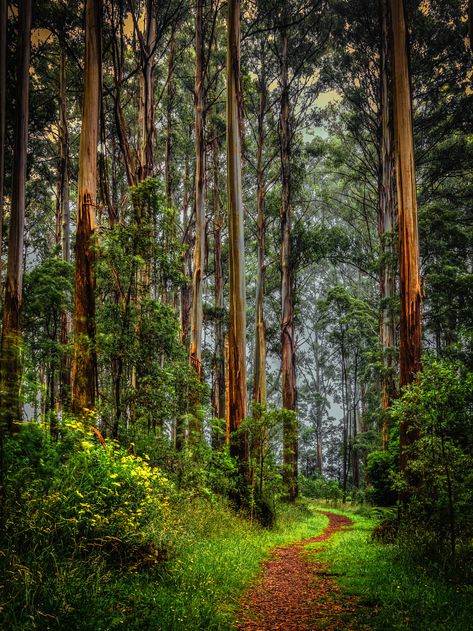 The Enchanted Forest, Forest Path, Tall Trees, Tree Forest, Enchanted Forest, Beautiful Tree, Beautiful World, Pretty Pictures, Wonders Of The World