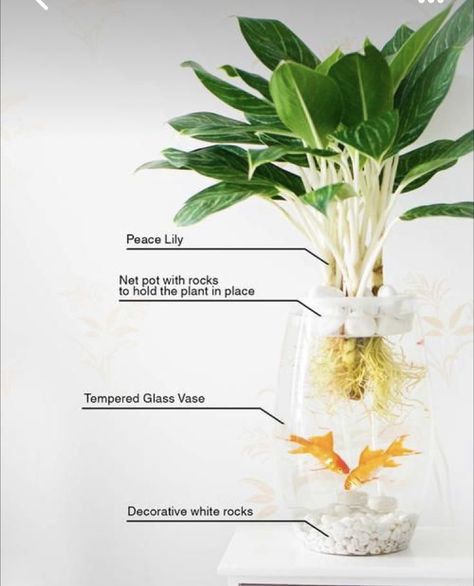 Home Aquaponics, Backyard Aquaponics, Glass Fish Bowl, Aquaponics Fish, Aquaponics Diy, Aquaponics System, Peace Lily, Rock Decor, Growing Fruit