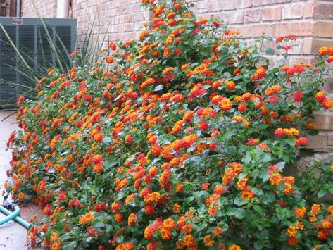 Texas Lantana  Lantana Urticoides        Common Names:    Light: Full Sun Lantana Garden Flower Beds, Texas Perennial Garden Flower Beds, Texas Lantana, West Indian Lantana, Lantana Camara Flower, Lantana Flower, Flower Bed Plants, Native Landscaping, Full Sun Shrubs