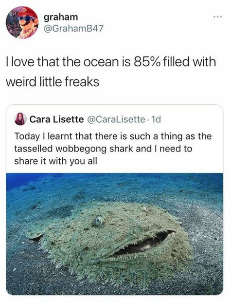 Funniest Memes, Animal Facts, Silly Animals, People Laughing, Weird Animals, The More You Know, Cute Little Animals, Sea Animals, Animal Memes