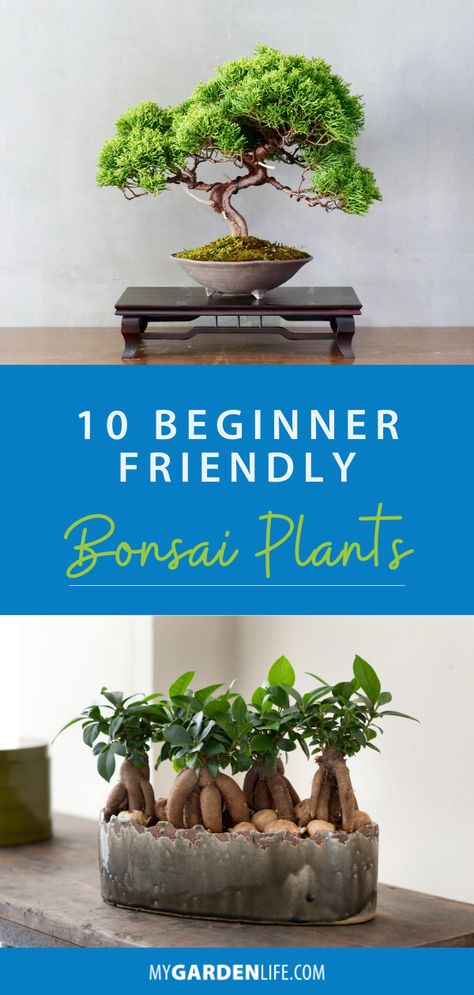 Bonsai For Beginners, Creative Planters, Houseplant Tips, Buy Bonsai Tree, Beginners Gardening, Bonsai Making, Gardening Tricks, Bonsai Tree Types, Bonsai Tree Care